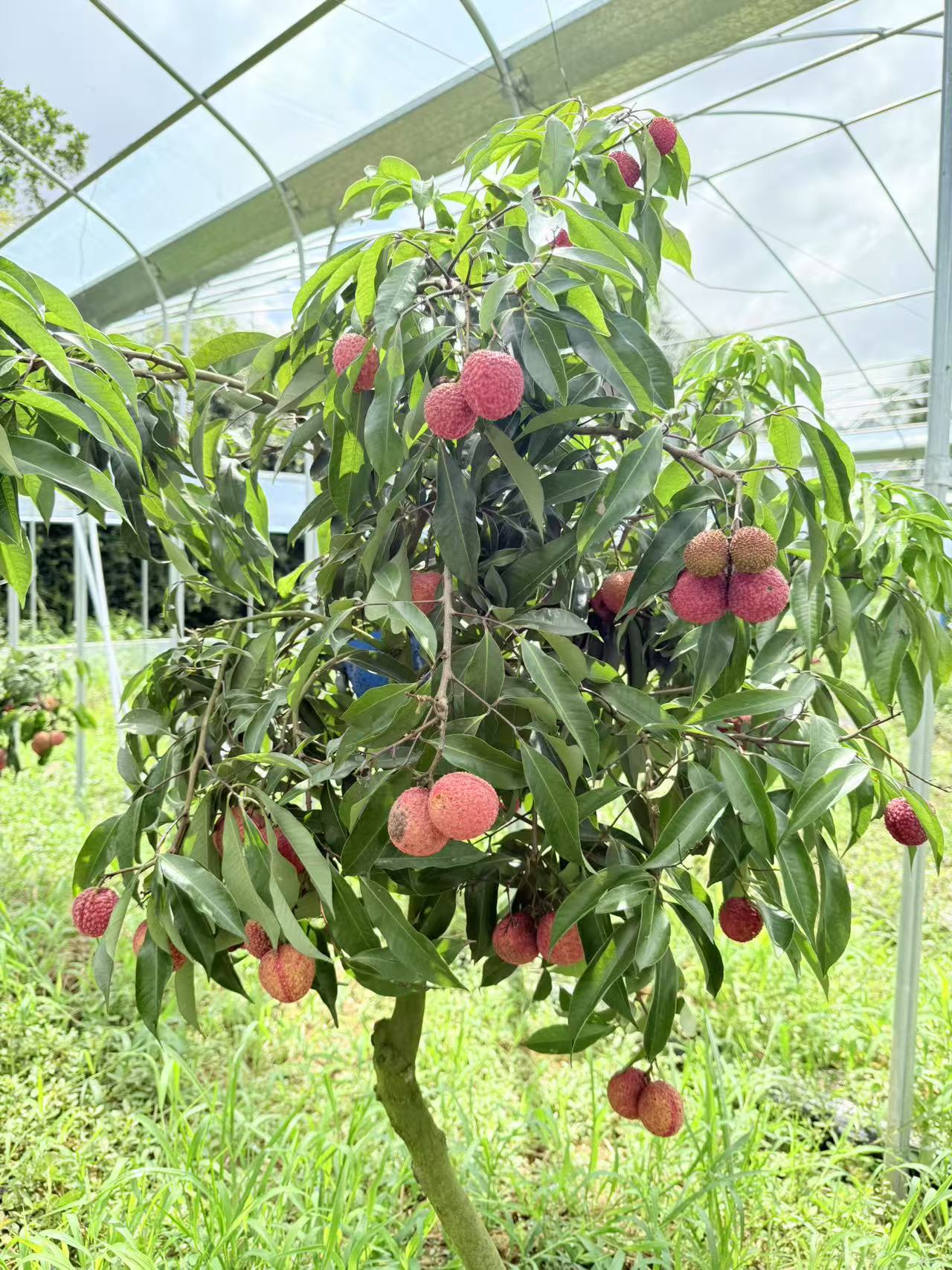 给“荔” !无核荔枝在瓯海试种成功,首年能预计收300斤